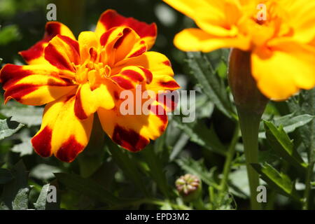 Naranja amarillo flores de caléndula en la temporada de verano Fotografía  de stock - Alamy