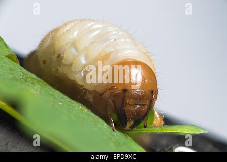 Melolontha larva. La cockchafer (mayo de 2000) es un escarabajo europeo del género Melolontha Foto de stock