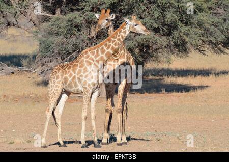 Jirafas (Giraffa camelopardalis), masculino y femenino, de pie, el Parque Transfronterizo Kgalagadi, Northern Cape, Sudáfrica, África