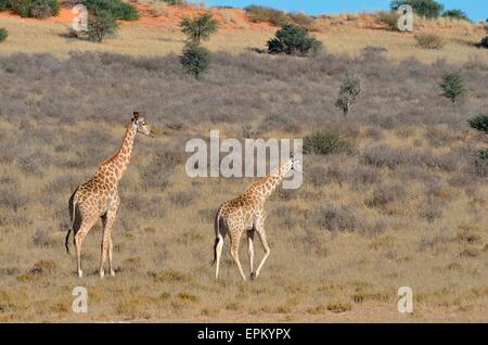 Jirafas (Giraffa camelopardalis), masculino y femenino, caminar en la hierba seca, el Parque Transfronterizo Kgalagadi, Sudáfrica, África