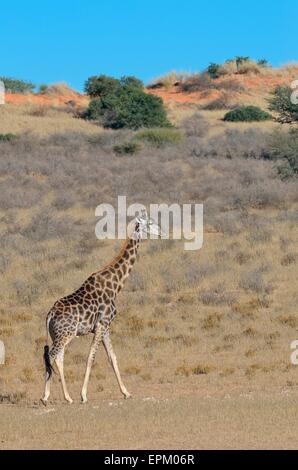 Jirafa (Giraffa camelopardalis), hombre caminar en la hierba seca, el Parque Transfronterizo Kgalagadi, Northern Cape, Sudáfrica