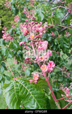 Flor rosa de un híbrido de árbol de castaña de caballo - Aesculus × carnea Foto de stock