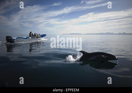 Un delfín salta como los turistas observan desde su barco en la bahía, cerca de la ciudad de Loreto en el mexicano estado de Baja California Sur