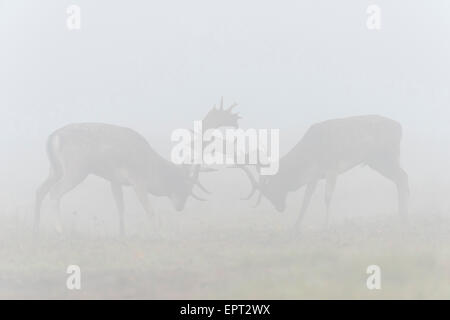 Lucha Gamos macho (Cervus dama) en la niebla de la mañana durante la temporada de celo, Hesse, Alemania Foto de stock