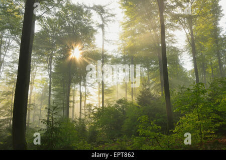 Rayos de sol en el bosque de hayas, el Spessart, Baviera, Alemania, Europa Foto de stock