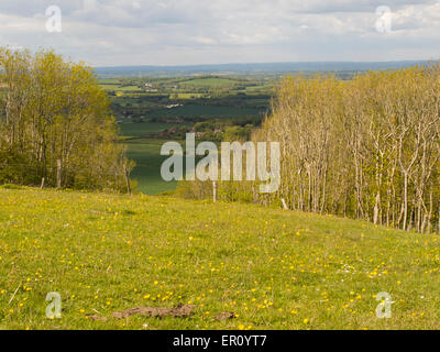 Los fresnos recuperando de morir en los South Downs UK Foto de stock