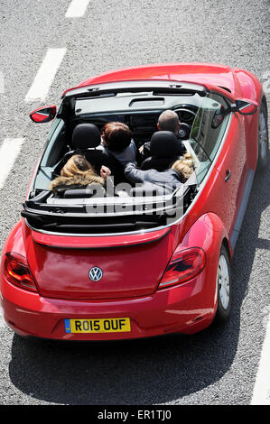 Brighton UK 25 de mayo de 2015 - Un VW Escarabajo convertible en congestión de tráfico pesado rumbo a Brighton el día A23 cuando miles de visitantes se dirigen a la costa este lunes festivo con buen pronóstico del tiempo para el día Crédito: Simon Dack / Alamy Live News Foto de stock