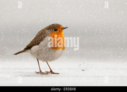 Unión petirrojo (Erithacus rubecula) en la nieve, Jersey, Islas del Canal, REINO UNIDO