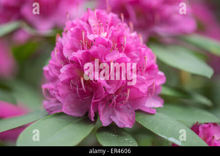 Rosa oscuro Rhododendron Catherine von Tol blossom cerrar Foto de stock