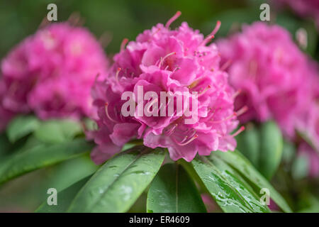 Rosa oscuro Rhododendron Catherine von Tol blossom cerrar Foto de stock