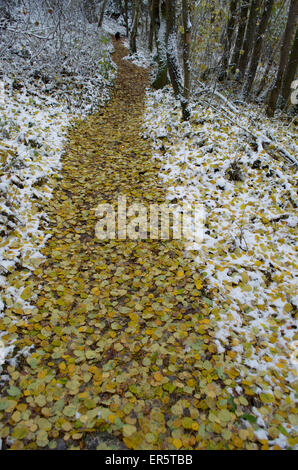 Ruta del bosque cubierto de hojas de otoño en el Grosser Pfahl y principios de nieve casi Viechtach, Bosque Bávaro, Baviera, Alemania