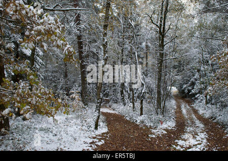 Ruta del bosque en el Grosser Pfahl con principios de nieve casi Viechtach, Bosque Bávaro, Baviera, Alemania