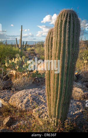 Paisaje de cactus con jóvenes cactus saguaro (Carnegiea gigantea) y Engelmann de nopal (Opuntia engelmannii)