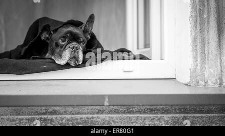 Bulldog Francés acostado sobre el alféizar de la ventana de la casa. Fotografía en blanco y negro. Foto de stock