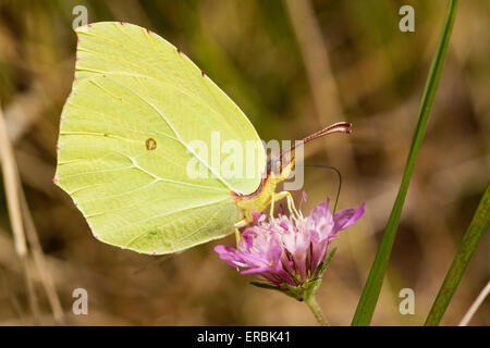 Brimstone Butterfly (Gonepteryx rhamni) adulto alimentándose en flor, Inglaterra, Reino Unido Foto de stock
