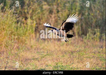 Tierra del Sur (Bucorvus leadbeateri bucero), pájaro joven, volar, South Luangwa National Park, Zambia