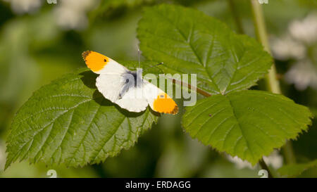Macho Anthocharis cardamines punta anaranjada mariposa en reposo en la zarza leaf