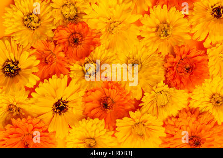 Amarillo y naranja plantas medicinales Calendula flores de caléndula o como fondo floral fresco Foto de stock