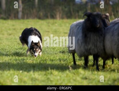 El pastoreo Border Collie