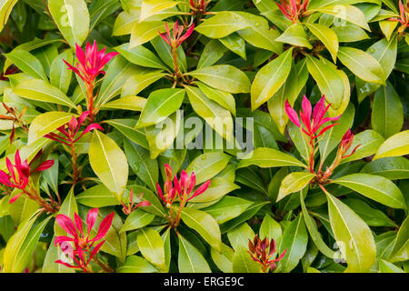 Photinia fraseri con verde en hojas rojas en la lluvia. Foto de stock