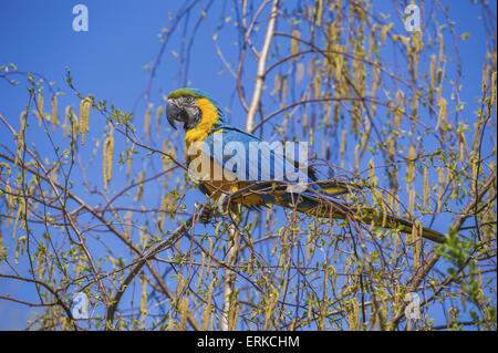 Guacamayo azul y oro Bird Park Marlow
