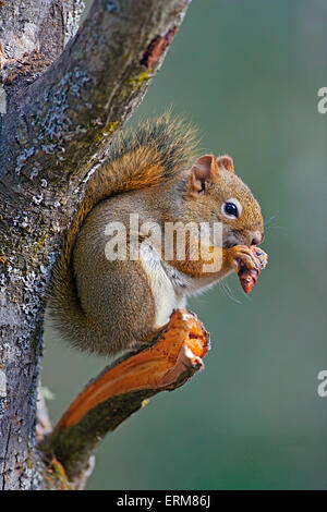 Ardilla roja sentado en el árbol en el cono de alimentación Foto de stock