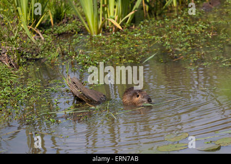 Nutria coipo (Myocastor coypus) que alimentan al río tallos de plantas en la marisma de Orx (Francia). Ragondin dans le Marais d'Orx. Foto de stock