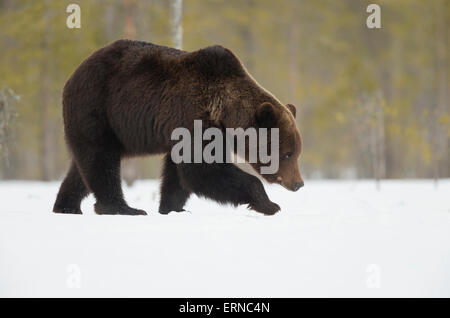 Euroasiática de oso pardo (Ursus arctos arctos), durante el invierno, Finlandia.