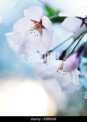 Hermosas flores de cerezo en flor sobre fondo de cielo azul al amanecer.