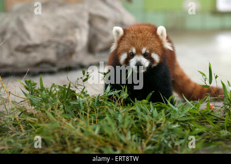 Oso Panda rojo en el zoo de Shanghai, China. El panda rojo (Ailurus fulgens), también llamado oso panda menor, rojo-gato y el gato rojo-bear, Foto de stock