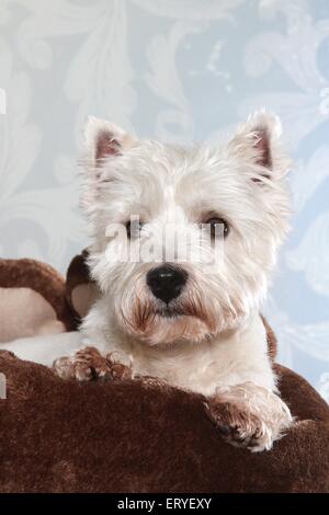 West Highland White Terrier Retrato Foto de stock