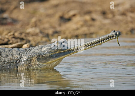 Gharial, gavial, gavialis gangeticus, peces comiendo cocodrilo, descansando en el río Chambal, Rajasthan, India, Asia