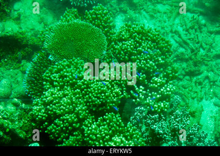 Alcyonacea , corales blandos , corales marinos , isospora cuzcoensis , Arrecife de Coral ; Isla Verde ; Cairns ; Queensland ; Australia Foto de stock