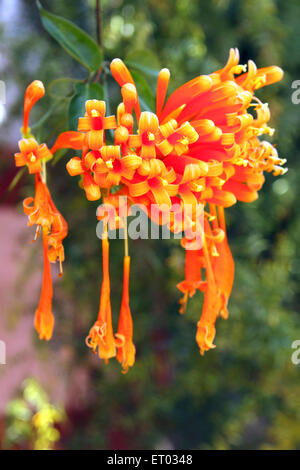 Trompeta flor de vid , Trompeta superlenta , Campsis radicans , Coorg , Madykeri , estación de montaña , Kodagu , Ghats Occidental , Karnataka , India , Asia