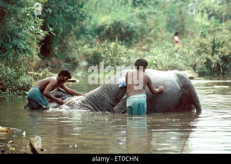 Baño de elefantes, elephas maximus, Courtallam ; distrito de Tenkasi , Tamil Nadu ; India , asia Foto de stock