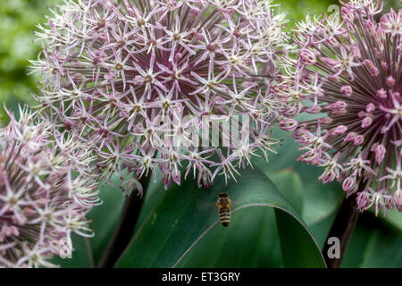 Allium karataviense flor de abeja volando miel de abeja Foto de stock