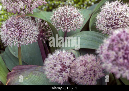 Allium karataviense flor Foto de stock