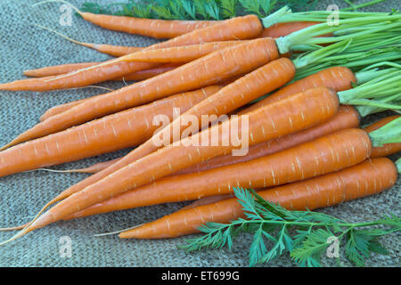 Las zanahorias orgánicas recién cosechadas. Foto de stock