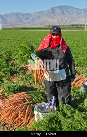 Cosecha de zanahoria, trabajador de granja sosteniendo un paquete de zanahorias orgánicas. Foto de stock