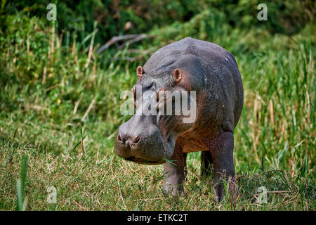 Hipopótamos, Hippopotamus amphibius, Canal Kazinga, el Parque Nacional Queen Elizabeth, Uganda, África Foto de stock