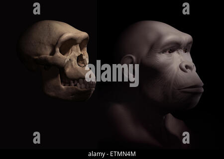 Representación de un Homo Habilis junto a un cráneo de Homo habilis de comparación. Homo Habilis es un género extinto de homínidos y ancestro de Homo Sapiens. Foto de stock