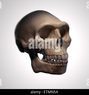 Ilustración de el cráneo de un Homo erectus. El Homo Erectus es un género extinto de homínidos y ancestro de Homo Sapiens. Foto de stock
