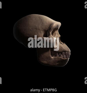 Ilustración de un Homo habilis de cráneo. Homo Habilis es un género extinto de homínidos y ancestro de Homo Sapiens. Foto de stock