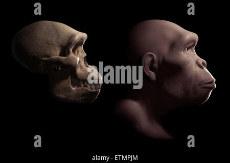 Representación de un Homo Habilis junto a un cráneo de Homo habilis de comparación. Homo Habilis es un género extinto de homínidos y ancestro de Homo Sapiens. Foto de stock