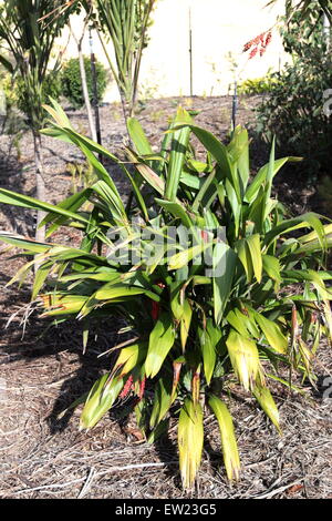 Cordyline petiolaris o conocido como amplio dejados Palm Lily Foto de stock
