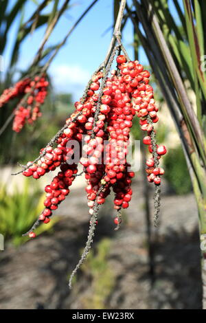 Cordyline petiolaris o conocido como amplio dejados Palm Lily frutas Foto de stock