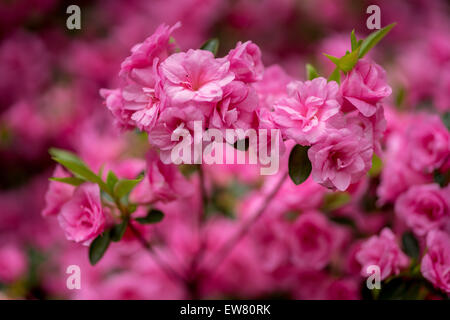 Rosa Rhododendron Rosebud blossom cerrar Foto de stock