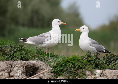 Gaviota, Larus cachinnans caspio, dos pájaros de agua, Rumania, mayo de 2015 Foto de stock
