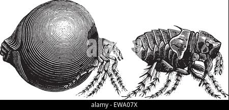 Tick, vintage grabado. Antigua ilustración grabada de una garrapata mostrando garrapata femenina (izquierda) y macho tick (derecha). Ilustración del Vector