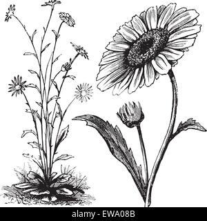 Chrysanthemum sp., vintage grabado. Antigua ilustración grabada del crisantemo. Ilustración del Vector